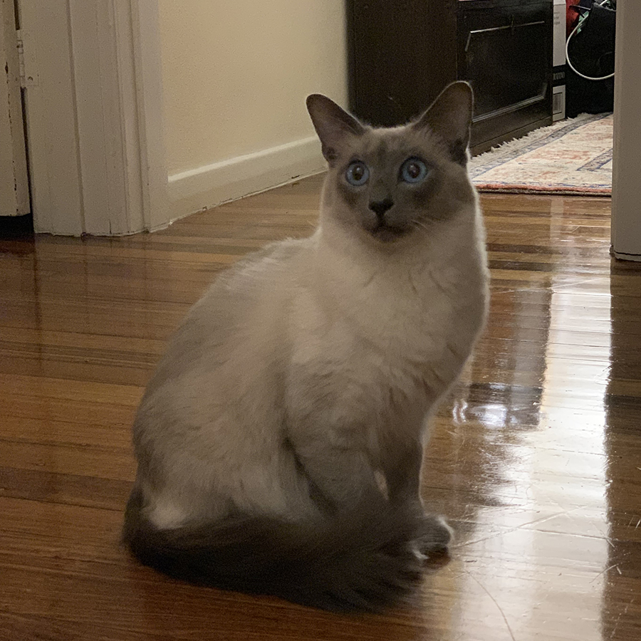 Photo of a balinese cat with his tail curled to the front on a hardwood floor