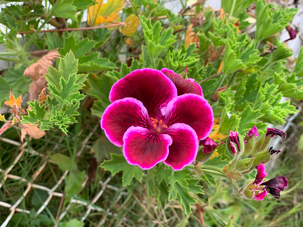 Photo of a hot pink flower with six petals and darker purple veins, shown up close